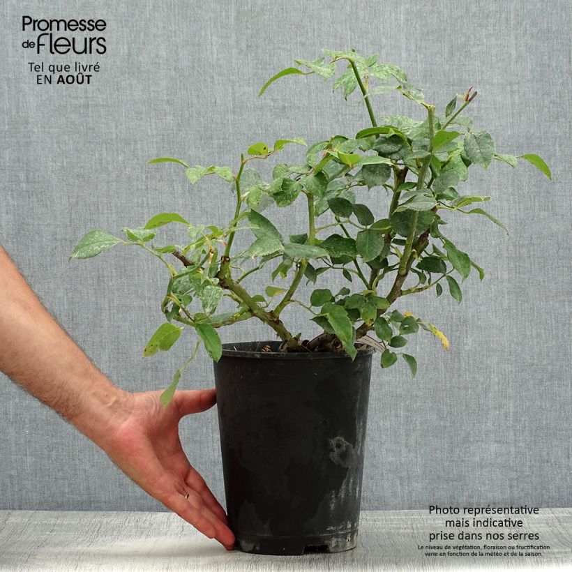 Rosa Décorosiers 'Crazy Pink Voluptia' - Shrub Rose 4L/5L pot sample as delivered in summer