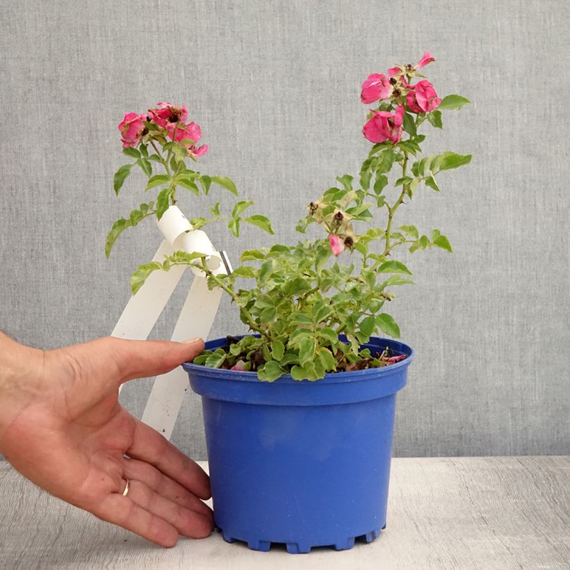 Rosa Decorosier Emera - Shrub rose 2L/3L pot sample as delivered in summer