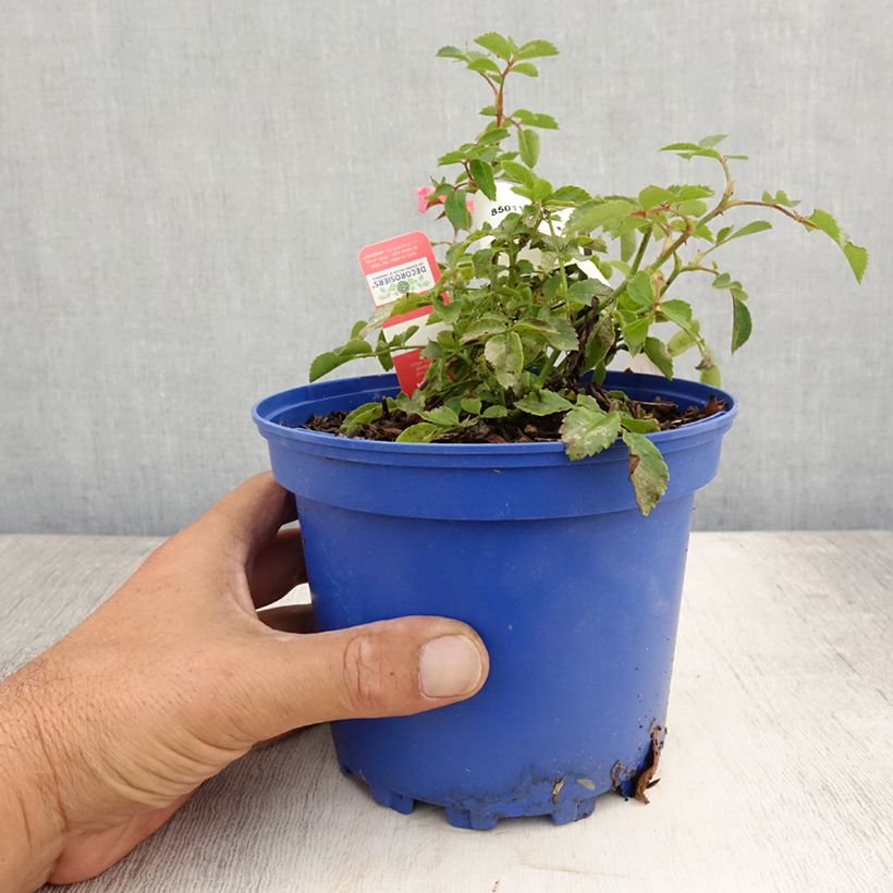Rosa Decorosier Isalia 2L/3L pot sample as delivered in summer