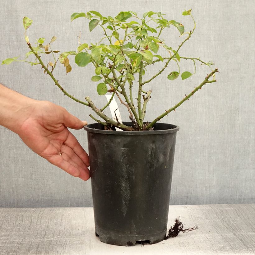 Rosa Decorosier Kadora 4L/5L pot sample as delivered in summer