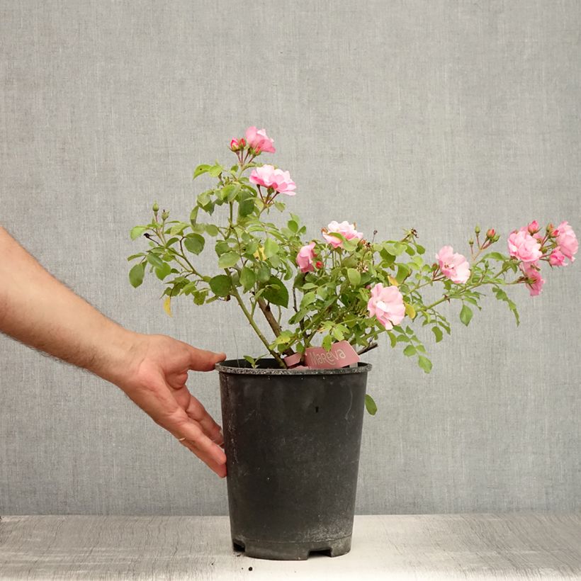 Rosa Decorosier Mareva 4L/5L pot sample as delivered in summer