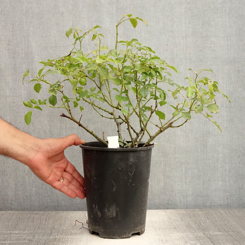 Rosa  Decorosiers Opalia 'Noaschnee' 4L/5L pot sample as delivered in summer