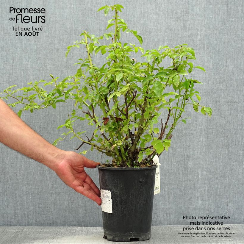 Rosa Decorosier Opalia 4L/5L pot sample as delivered in summer