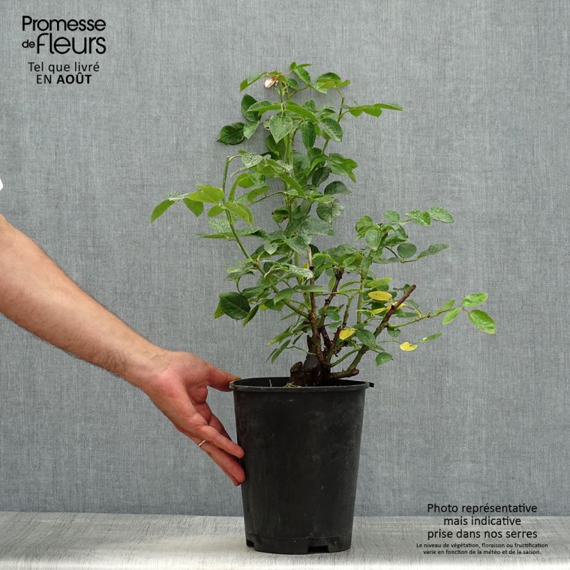 Rosa Décorosiers 'Pink Voluptia' - Shrub Rose 4L/5L pot sample as delivered in summer