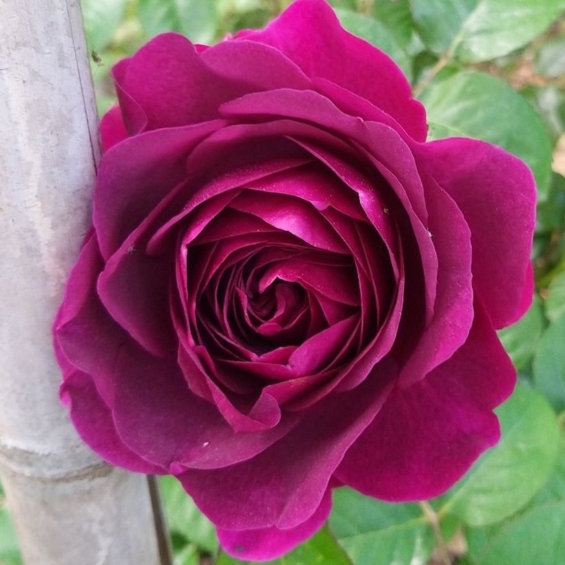 Rosa Décorosiers 'Purple Voluptia' - Shrub Rose (Flowering)