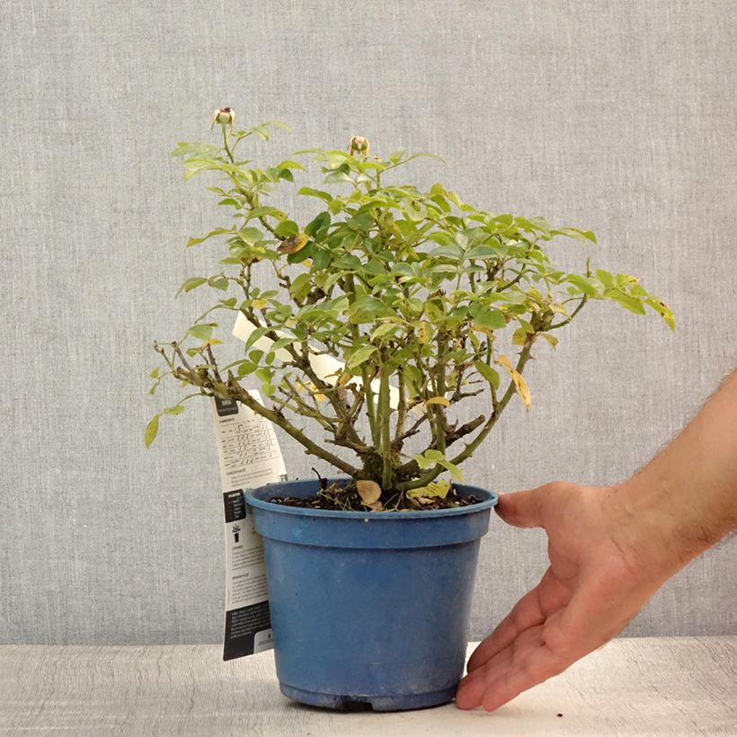 Rosa Flower Carpet Gold - Ground cover Rose 2L/3L pot sample as delivered in summer