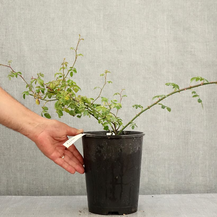 Rosa arvensis - Field Rose 2L/3L pot sample as delivered in summer
