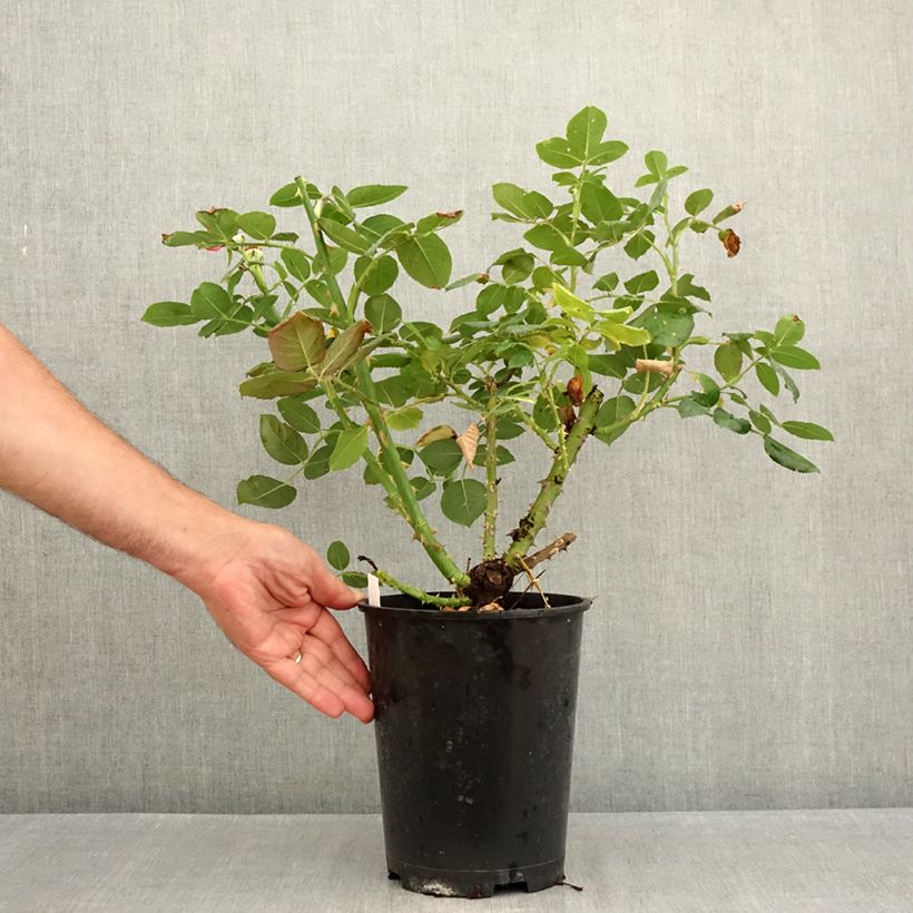 Rosa Dominica - Standard Hybrid Tea Rose 4L/5L pot sample as delivered in summer