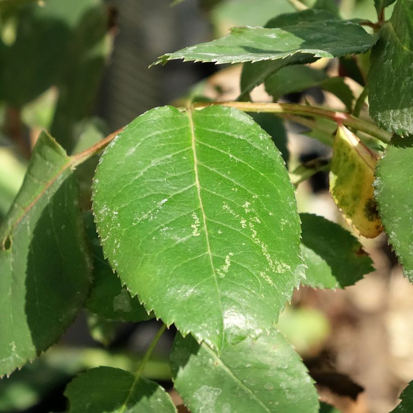 Rosa Dominica - Standard Hybrid Tea Rose (Foliage)