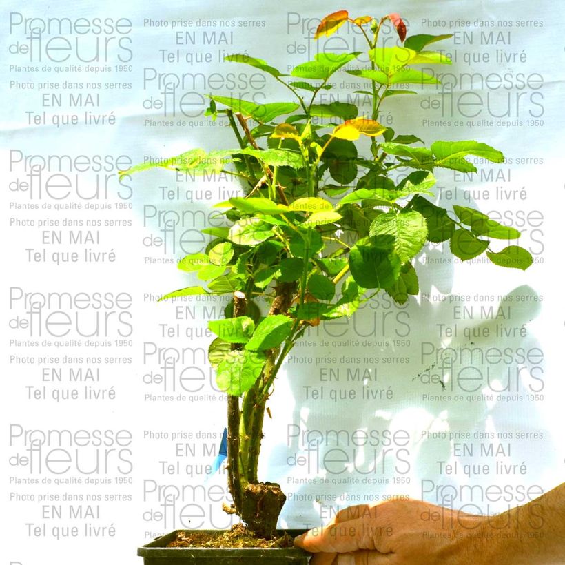 Example of Rosa Generosa Fiona Gelin 4L/5L pot specimen as delivered