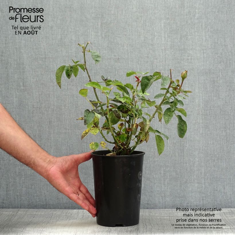 Rosa Heidi Klum (Standard Rose) 4L/5L pot sample as delivered in summer