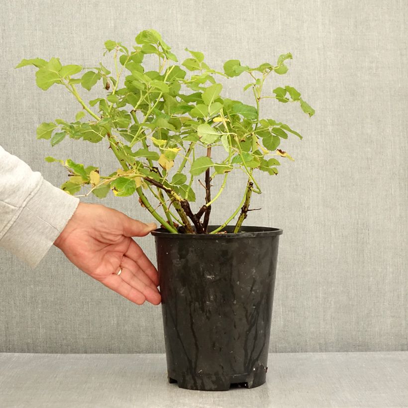 Rosa Generosa 'Agnès Schilliger' - Shrub Rose 4L/5L pot sample as delivered in summer
