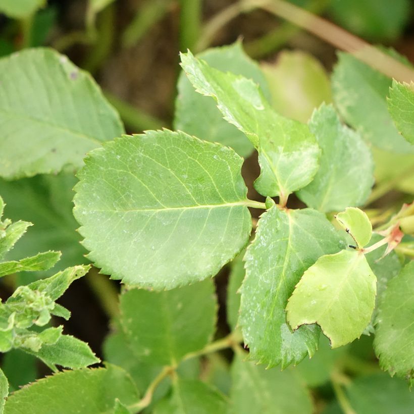 Rosa Generosa 'Agnès Schilliger' - Shrub Rose (Foliage)