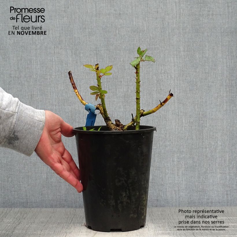 Rosa Generosa Bicentenaire de Guillot  4L/5L pot sample as delivered in autumn