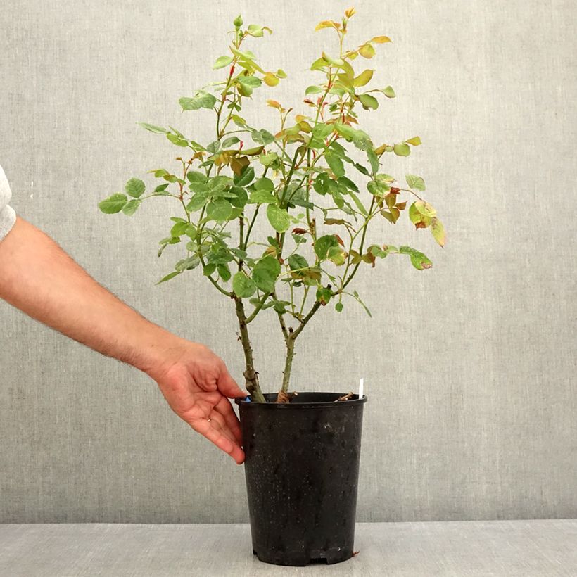 Rosa Generosa Cybelle - Shrub Rose 4L/5L pot sample as delivered in summer