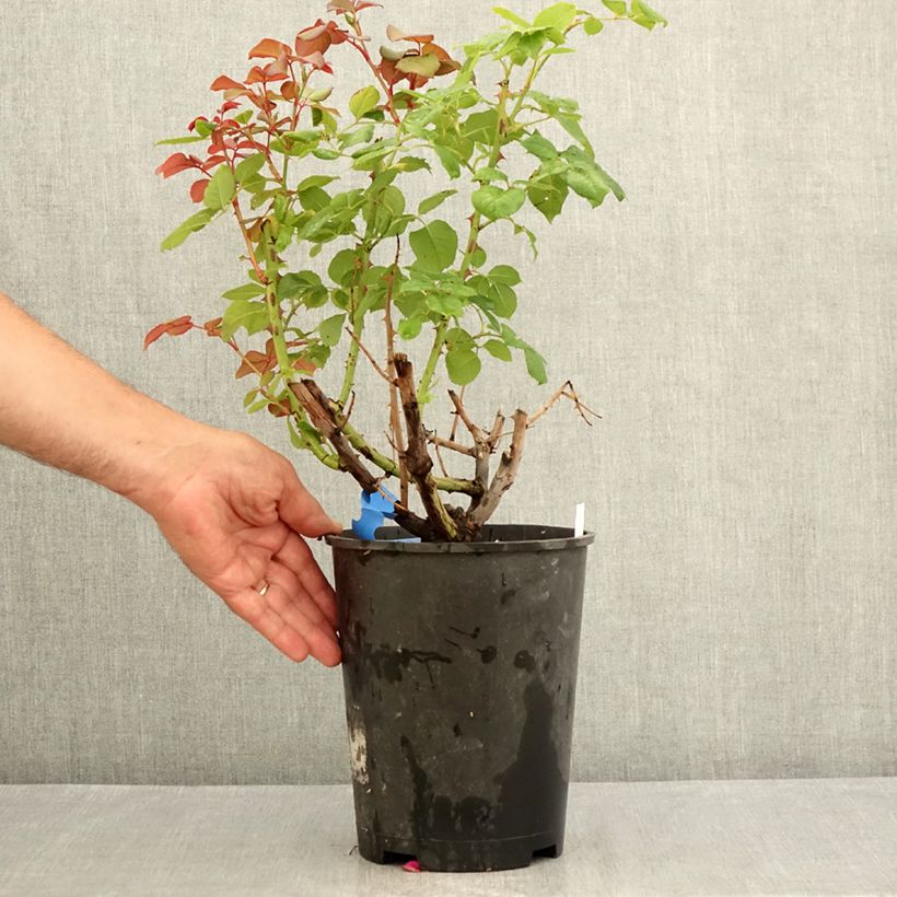 Rosa Generosa Elodie Gossuin 4L/5L pot sample as delivered in summer