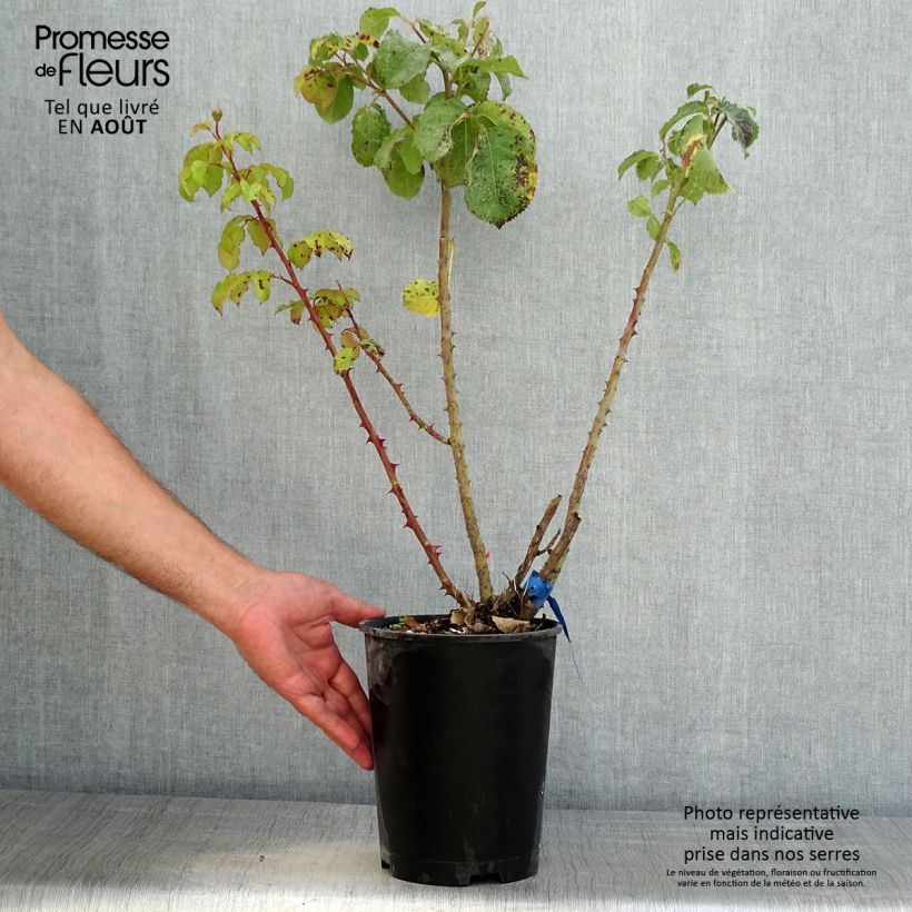 Rosa Generosa Emilien Guillot 4L/5L pot sample as delivered in summer