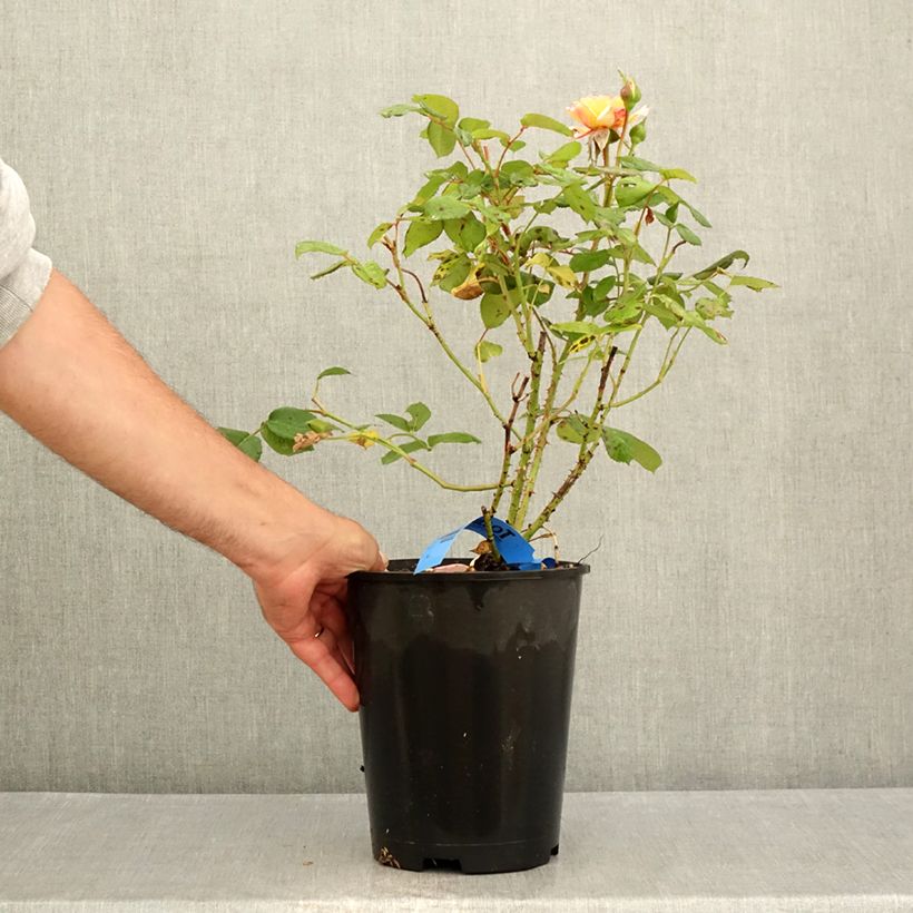 Rosa Generosa Fiona Gelin 4L/5L pot sample as delivered in summer