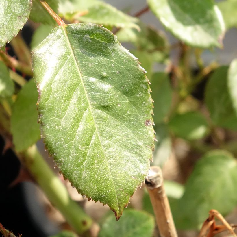 Rosa Generosa Fiona Gelin (Foliage)