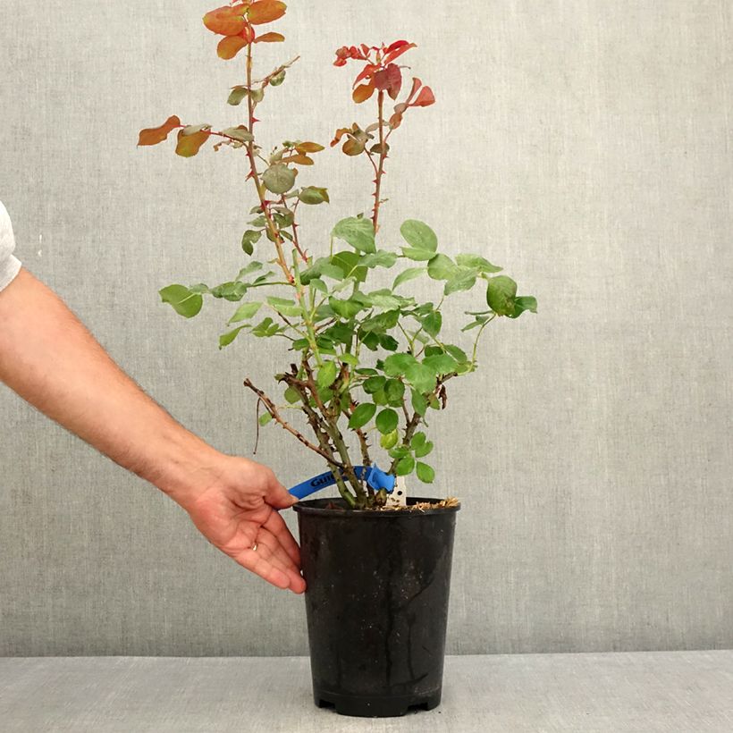 Rosa Generosa - 'Laurent Cabrol' - Shrub Rose 4L/5L pot sample as delivered in summer
