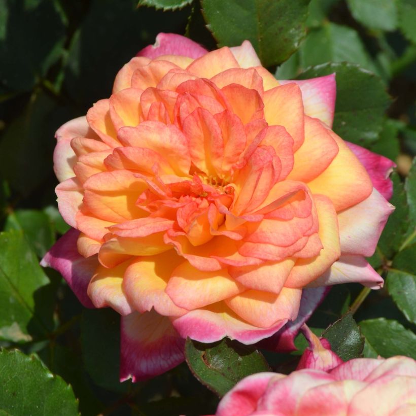 Rosa Generosa 'Laurent Voulzy' - Shrub Rose (Flowering)
