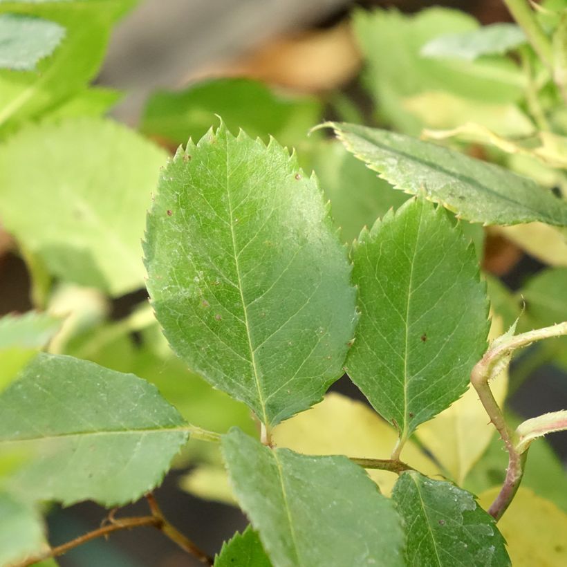 Rosa Generosa 'Laurent Voulzy' - Shrub Rose (Foliage)