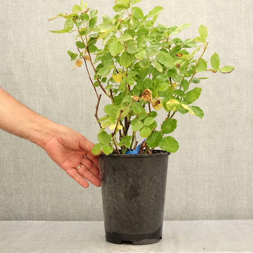 Rosa Generosa 'Laurent Voulzy' - Shrub Rose 4L/5L pot sample as delivered in summer
