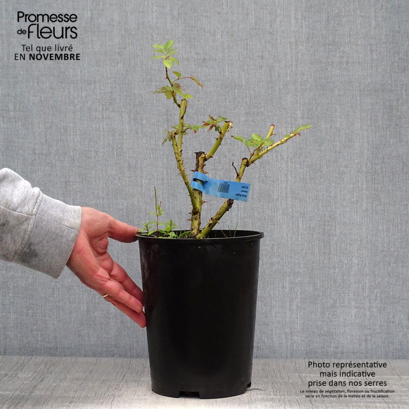 Rosa Generosa - 'Nelson Monfort' - Shrub Rose 4L/5L pot sample as delivered in autumn