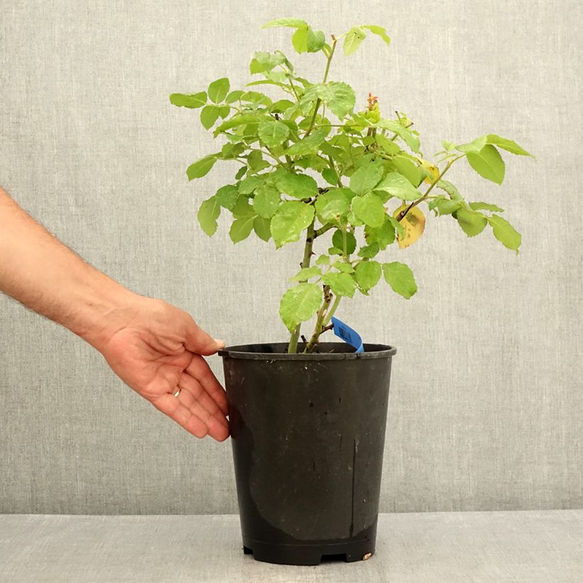 Rosa Generosa Paul Bocuse 4L/5L pot sample as delivered in summer