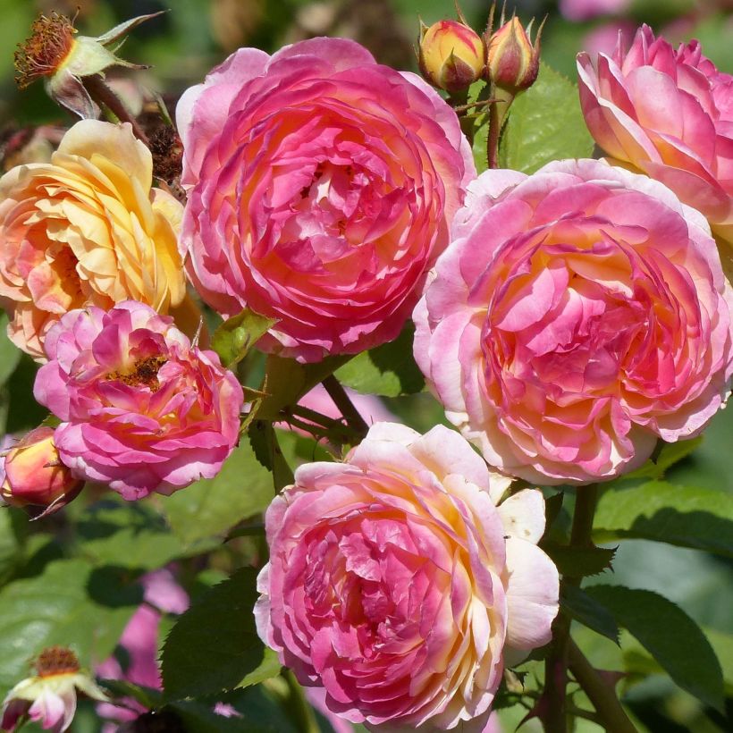 Rosa Generosa Rosomane Janon - Shrub Rose (Flowering)