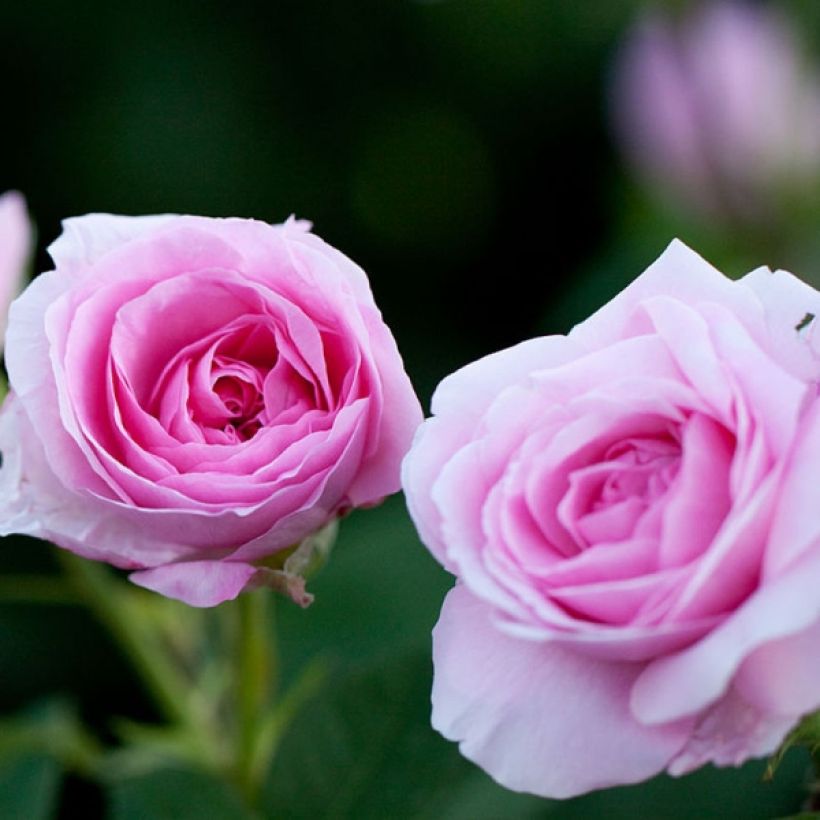 Rosa Gertrude Jekyll - English Shrub Rose (Flowering)
