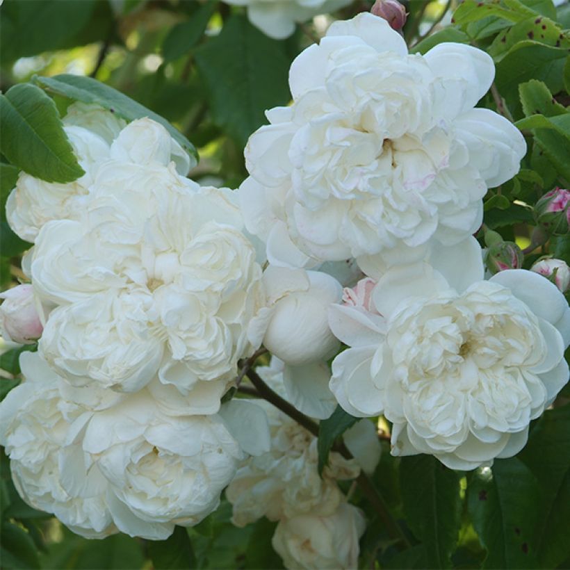 Rosa x noisette 'Aimée Vibert' (Flowering)