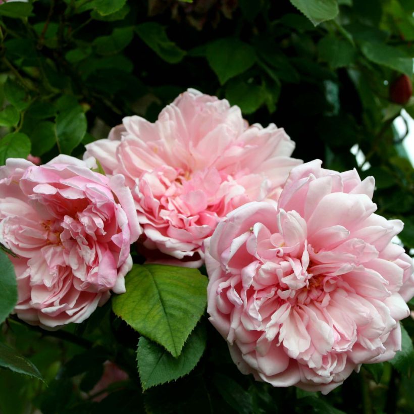 Rosa x wichuraiana 'Albertine' - Rambling Rose (Flowering)