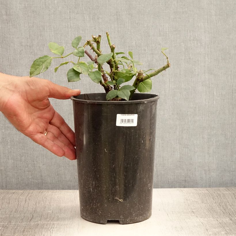 Rosa x wichuraiana 'Albertine' - Rambling Rose 4L/5L pot sample as delivered in summer