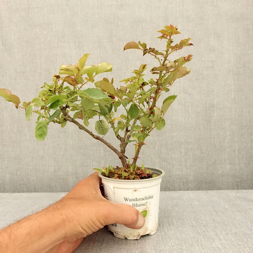 Rosa 'Aloha' - Climbing Rose from 'Max' Series  10cm/11cm pot sample as delivered in summer
