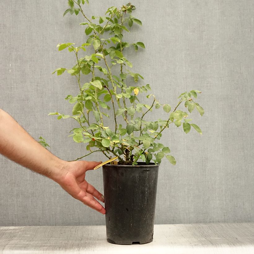 Rosa 'Amadeus' - Climbing Rose 4L/5L pot sample as delivered in summer