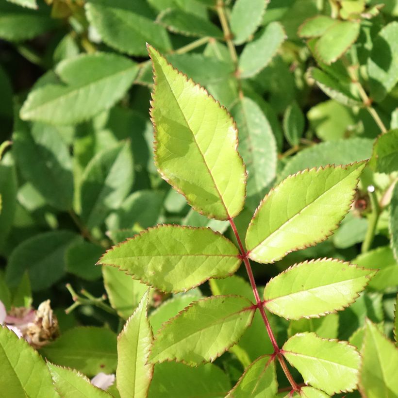 Rosa 'Little Rambler' - Rambling Rose (Foliage)