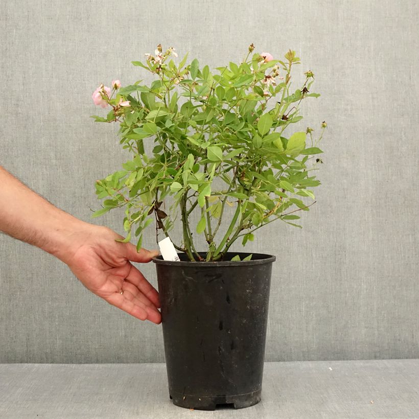 Rosa 'Little Rambler' - Rambling Rose 4L/5L pot sample as delivered in summer