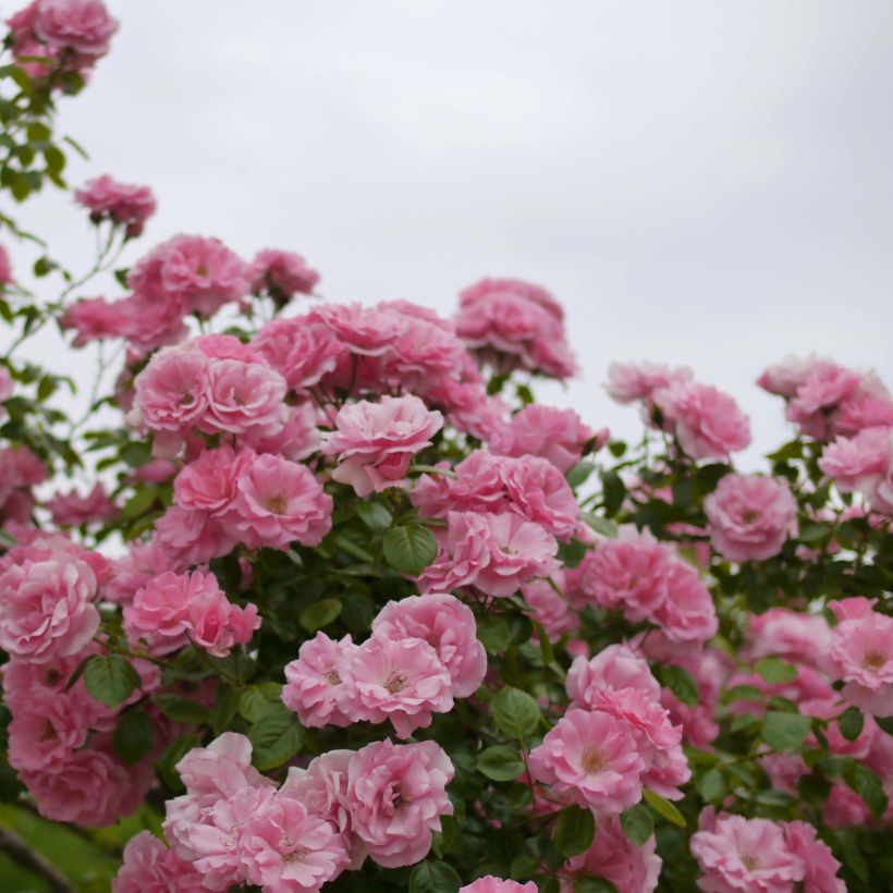 Rosa Bantry Bay (Flowering)