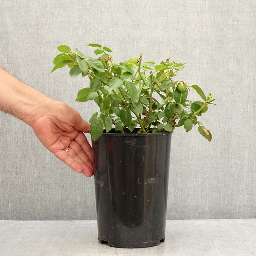 Rosa Bantry Bay 4L/5L pot sample as delivered in summer