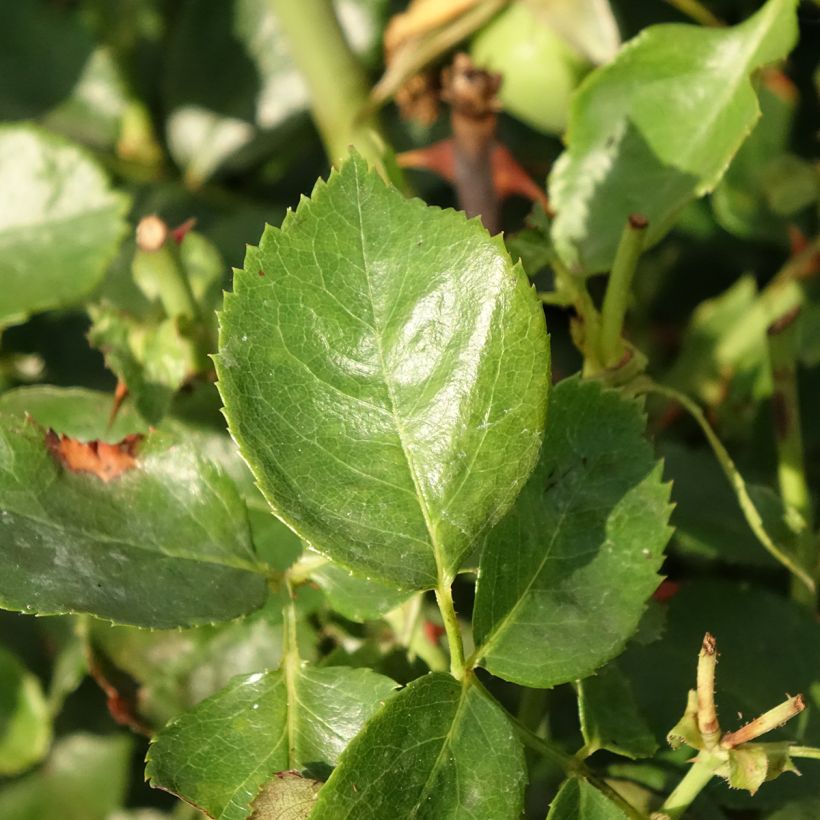 Rosa Bantry Bay (Foliage)