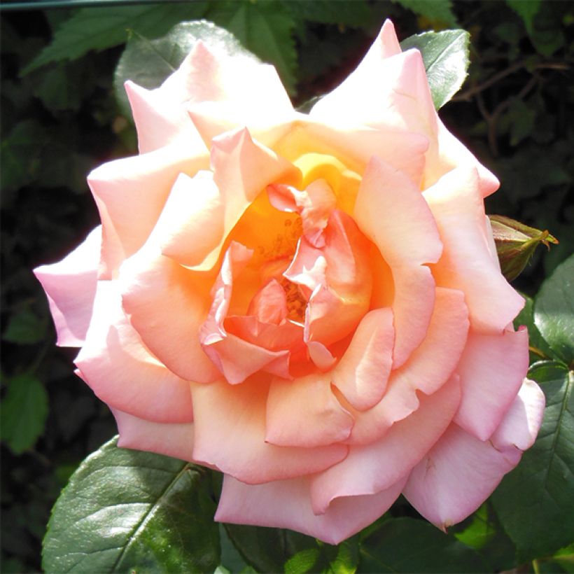 Rosa Compassion (Flowering)
