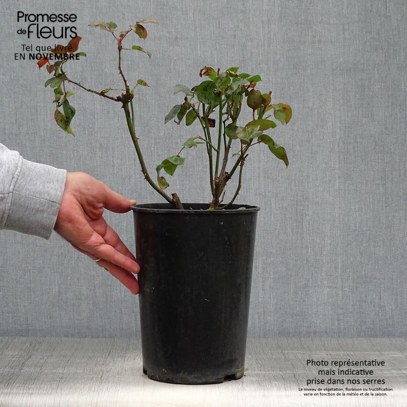 Rosa Compassion 4L/5L pot sample as delivered in autumn