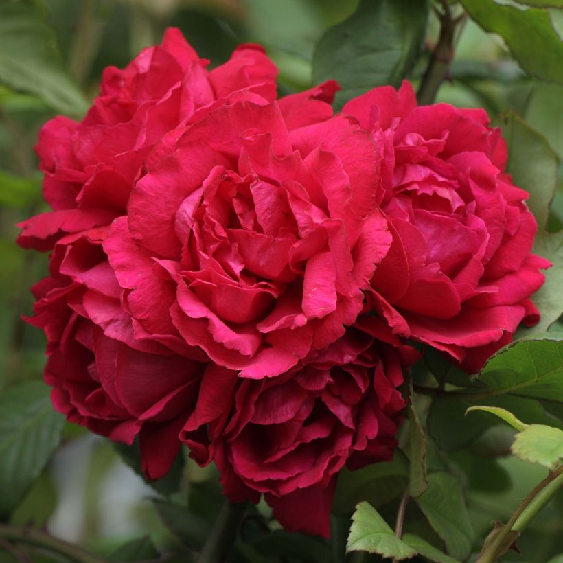 Rosa 'Blaze Superior' (Flowering)