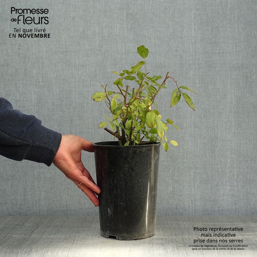 Rosa x polyantha 'Cecile Brunner' 4L/5L pot sample as delivered in autumn