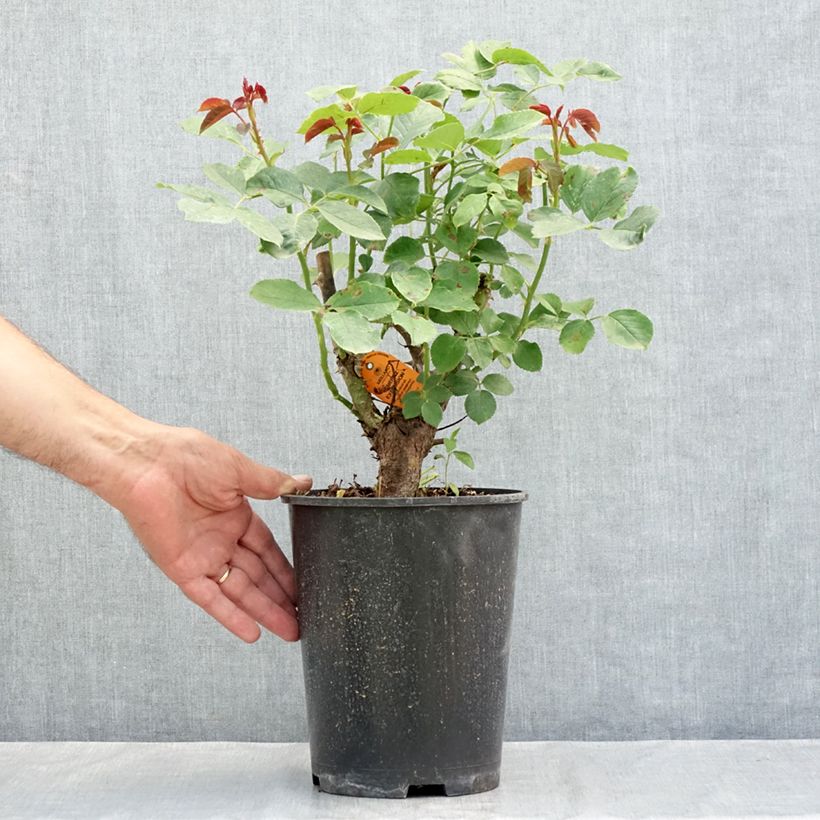 Rosa  'Baisikomik' CHERRY EXPLOSION® - Rosier grimpant Cherry Explosion 4L/5L pot sample as delivered in summer