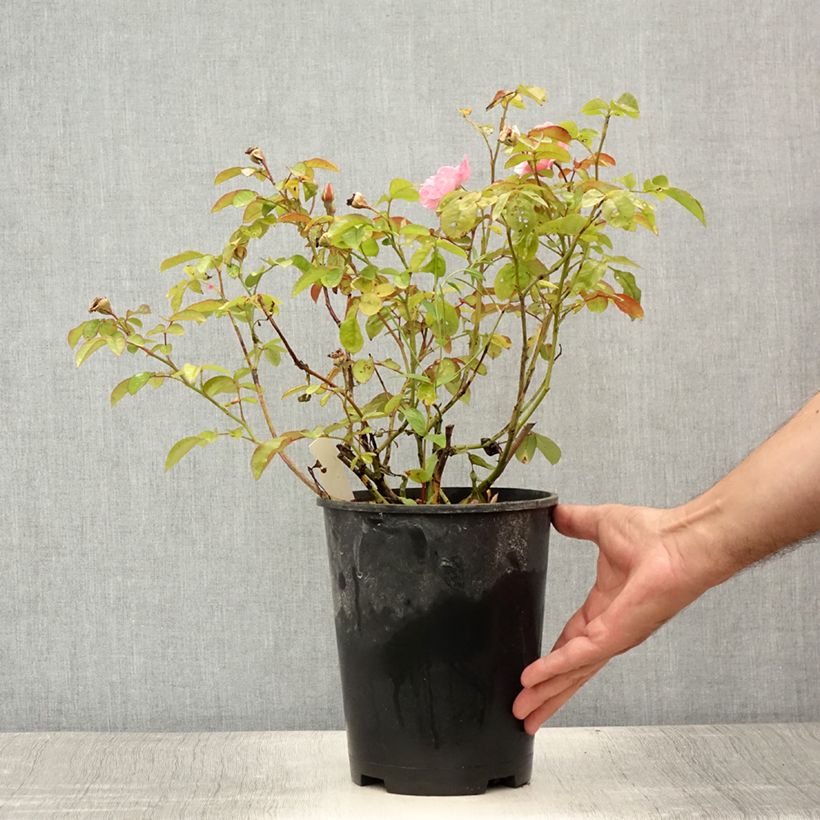 Rosa x floribunda Clair Matin  - Climbing Rose 4L/5L pot sample as delivered in summer