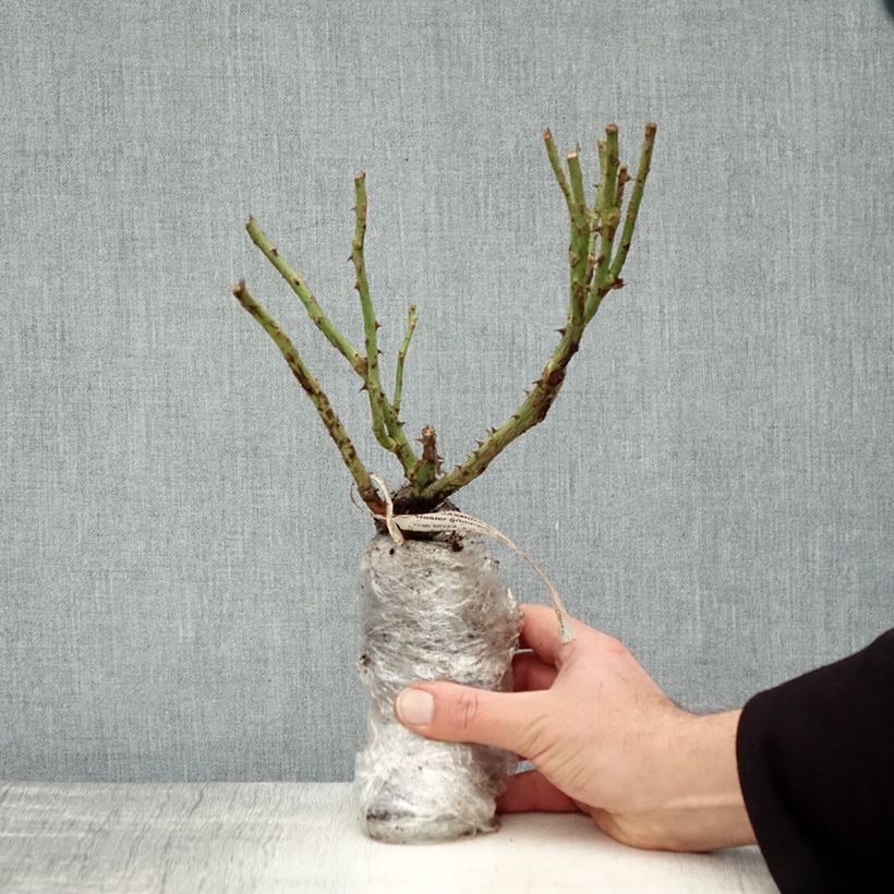 Rosa 'Jasmina' - Klettermaxe Climbing Rose Wrapped bare root sample as delivered in winter