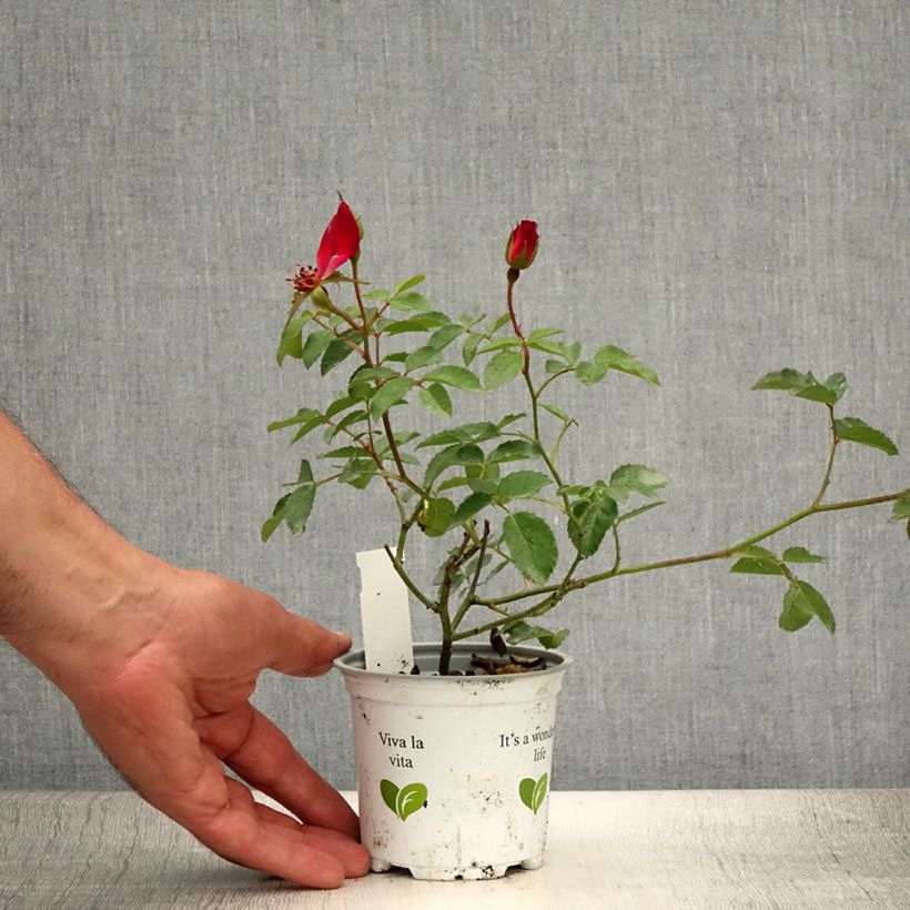 Rosa 'Cocktail' - Climbing Rose 10cm/11cm pot sample as delivered in summer