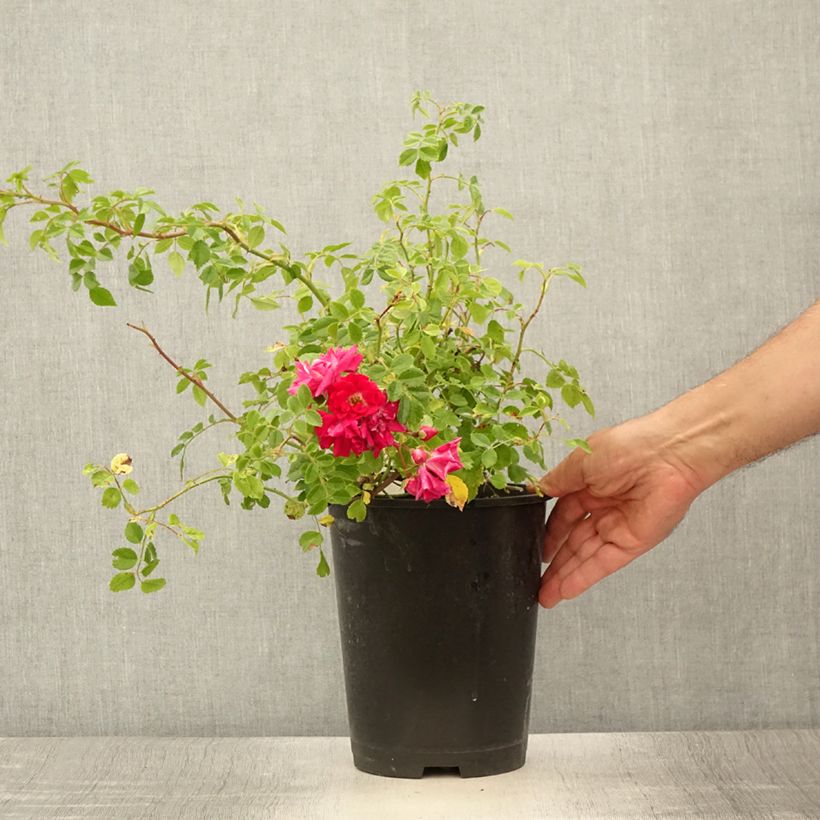 Rosa 'Crimson Shower' 3L/4L pot sample as delivered in summer